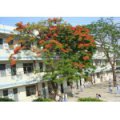 深圳市龍崗區新湖小學